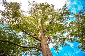 Professional  Tree Services in Goldthwaite, TX