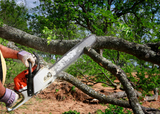 Why Choose Our Tree Removal Services in Goldthwaite, TX?